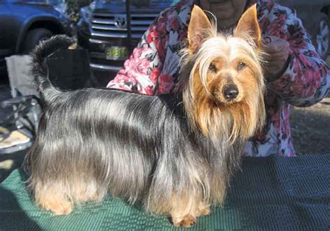 Australian Silky Terrier Breeds