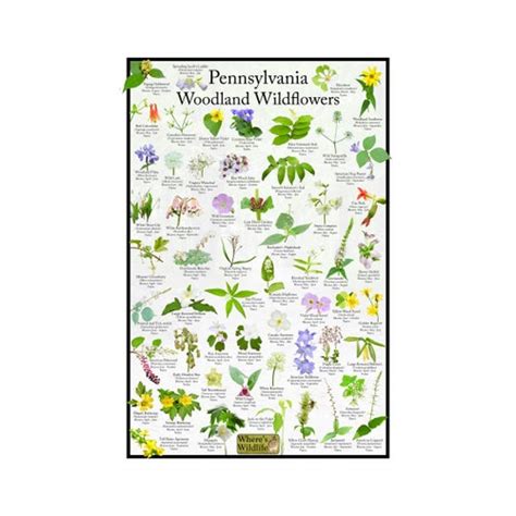 Pennsylvania Woodland Wildflower Field Guide State Flower Etsy