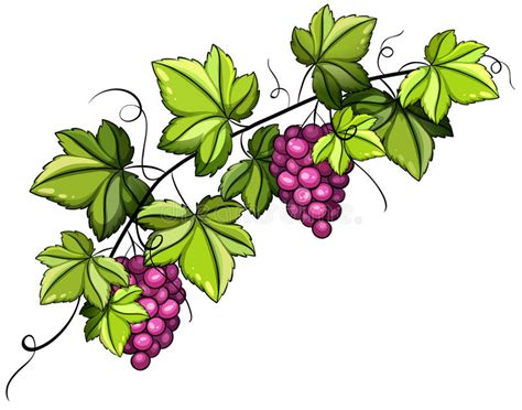 Grapevine Pictures Clip Art 10 Free Cliparts Download Images On