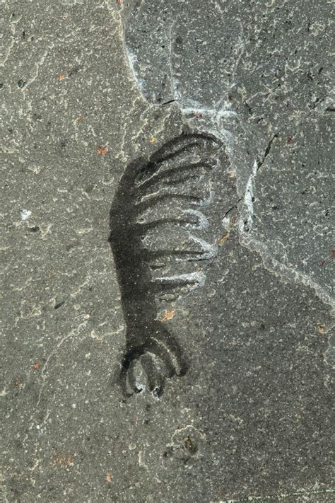 Scientists Just Found A Million Year Old Worm With Legs