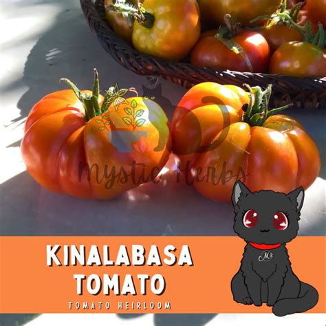 Kinalabasa Tomato Kamatis Tagalog Seeds Native Kamatis Seeds Local