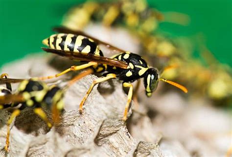 Paper Wasps Identification And Paper Wasp Control Guide