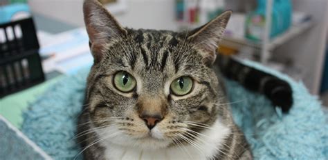 During your pets visit, they will be safe, happy. Home - Calgary Cat Clinic