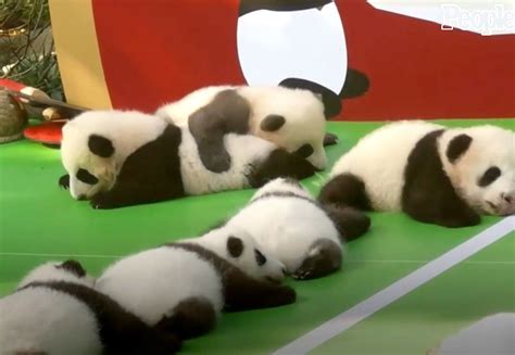 13 Panda Cubs Make Their Public Debut At Chengdu Research Base