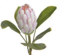 PROTEA RÓŻOWA egzotyczne sztuczne kwiaty 68cm 9206705953 oficjalne