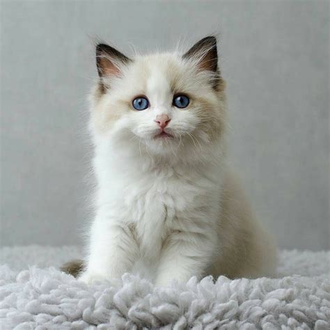 Ragdolls can be prone to a common feline heart condition called. 1,750 Likes, 19 Comments - Ragdoll World (@ragdollworld ...