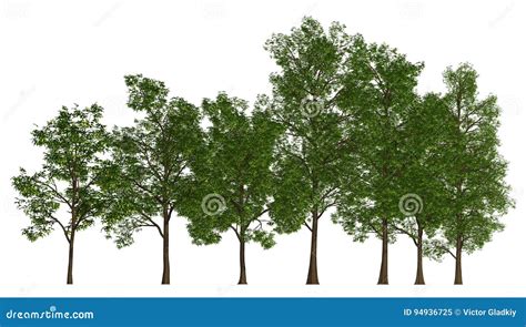 Trees In A Row Isolated On White 3d Illustration Stock Illustration