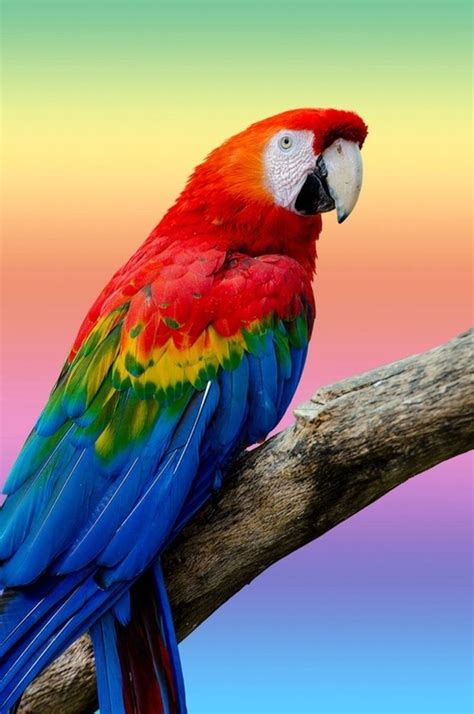 Colorful Parrots Pet Birds Parrot