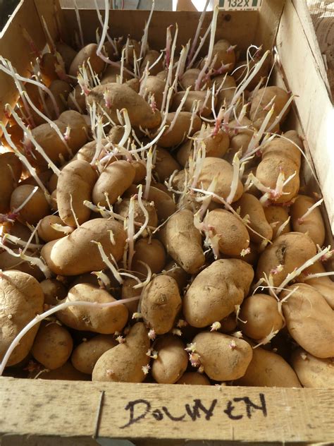 Planter une pomme de terre germee