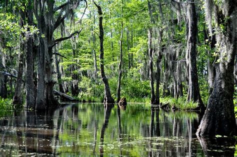 Louisiana Bayou Bayou Louisiana Bayou Landscape
