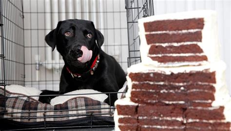 It Was Literally A Dogs Dinner Labrador Eats Wedding Cake Night