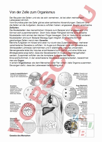 Pflanzliche zelle arbeitsblatt klasse 7. Arbeitsblatt: Von der Zelle zum Organismus - Biologie ...