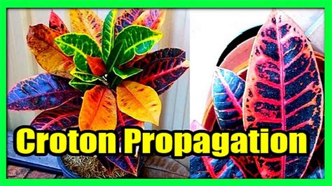 How To Grow Crotons From Cuttings In Pots Croton