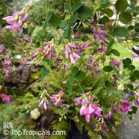 De la wikipedia, enciclopedia liberă. Lespedeza bicolor, Shrubby Bushclover - TopTropicals.com
