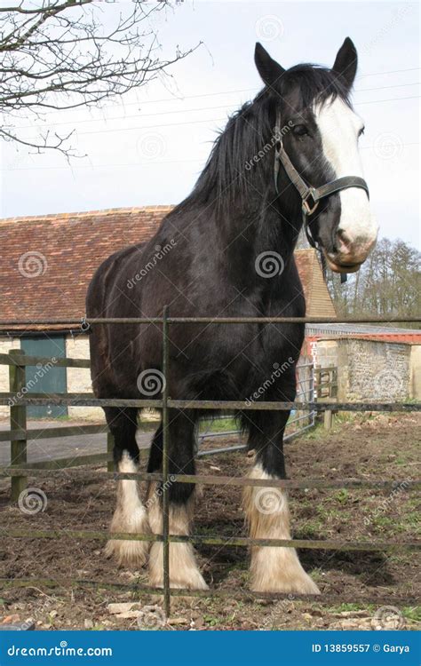 Large Black Shire Horse Royalty Free Stock Photography Image 13859557