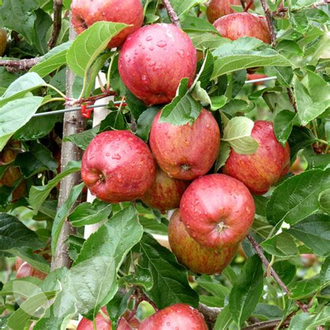 Royal Gala Apple Trees Buy Online From Blackmoor