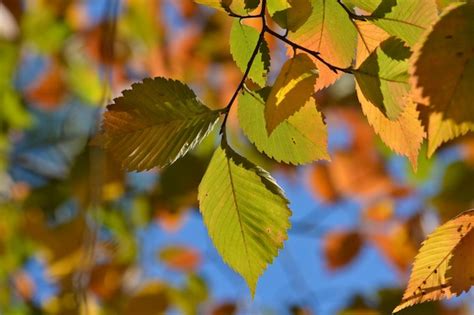 Premium Photo Autumn Leaves On The Elm Trees