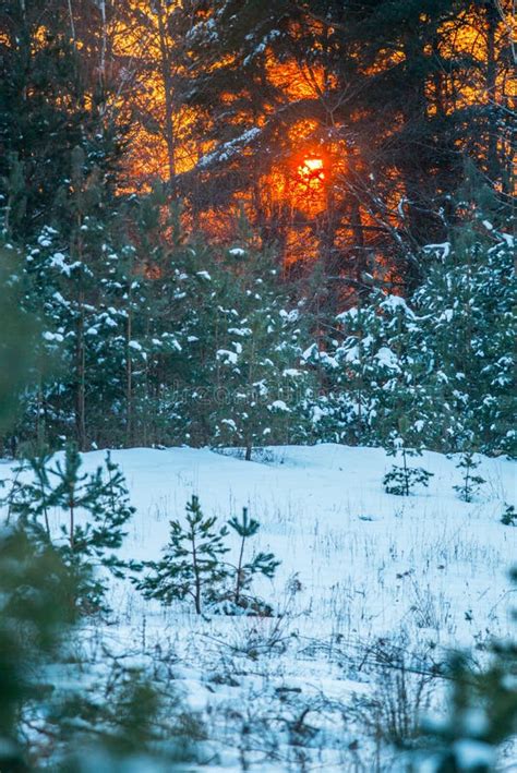 Orange Sunset In Winter Stock Image Image Of Christmas 123078637