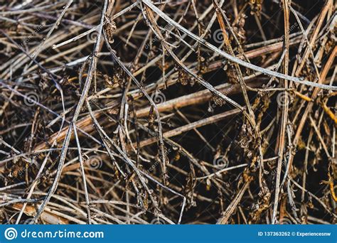 Close Up Pile Of Dry Wooden Twigs Stock Photo Image Of Trimming