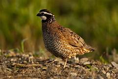 How To Raise Quail An Alternative To Chickens Backdoor Survival