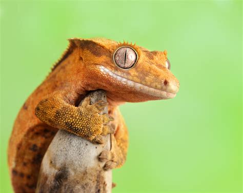 Gecko Crestado Cuidados Y Características Mis Animales