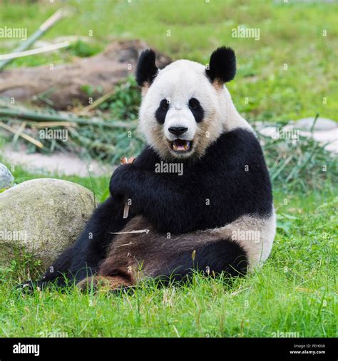 Giant Panda Ailuropoda Melanoleuca China Conservation And Research