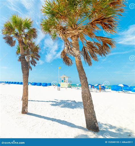 White Sand And Palms In Beautiful Clearwater Beach Stock Image Image