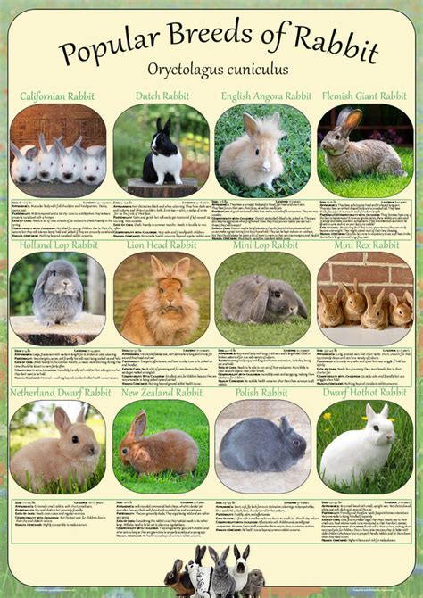 Popular Breeds Of Rabbit Poster Size A2 Tiger Moon