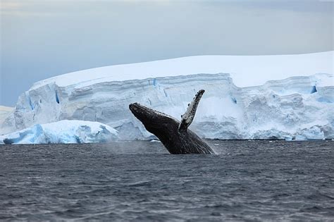 Hd Wallpaper Tail Antarctica Humpback Whale Cierva Cove Wallpaper