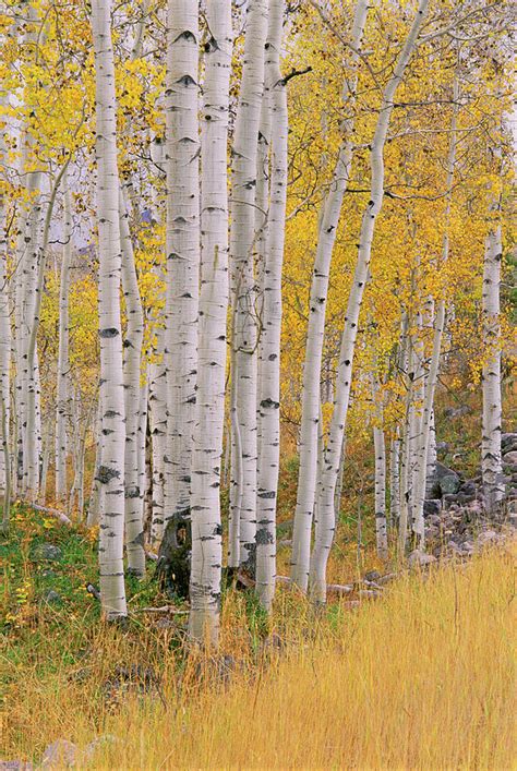 Aspen Trees In Autumn With White Bark Photograph By Mint Images David