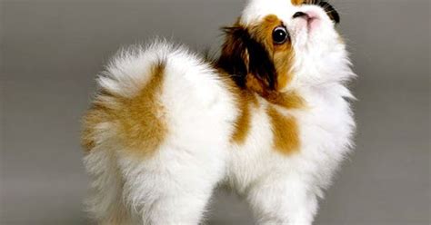 Fabel Mi Japanese Chin ~ Beauty Without Compromisefabelmi Welcomes Ume
