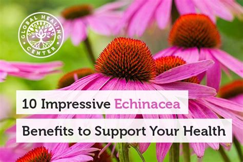 10 Impressive Echinacea Benefits To Support Your Health