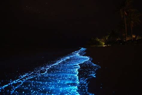 Vaadhoo Island Maldives Glow In The Night Beach
