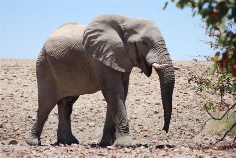 A Desert Elephant Encounter Wild View