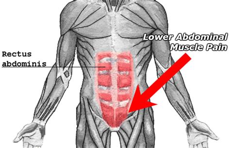 Muscles In Lower Left Abdomen Abdominal Muscles Location And Function Hal Shelton