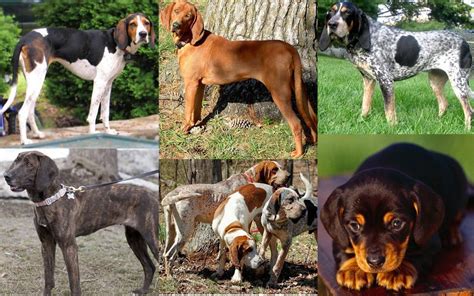 Coonhound Dogs Breeds