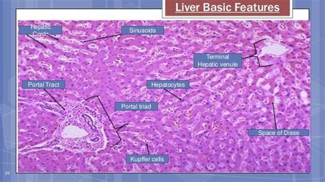 Embryology And Histology Of The Liver