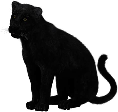 Free Panther Transparent Download Free Panther Transparent Png Images