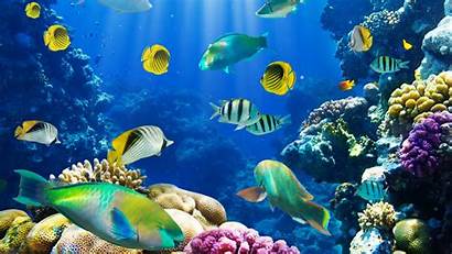 Sea Wallpapers 1080p Ocean Fish Under Backgrounds