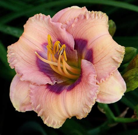 Photo Of The Bloom Of Daylily Hemerocallis Blue Moon Rising Posted
