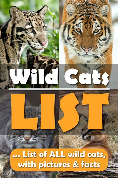 Big Cats Species List