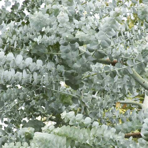 Wide range of scented & traditional flower seeds! Eucalyptus Seeds - Eucalyptus Cinerea Silver Dollar Seed
