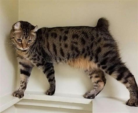 48 Best Pictures Highland Lynx Cat Breeder Cat Breeders Listing