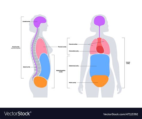 Body Cavities Poster Royalty Free Vector Image