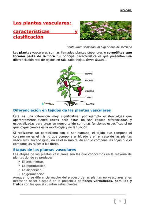 CLASIFICACION DE Las plantas vasculares Y NO Vasculares Biología Studocu