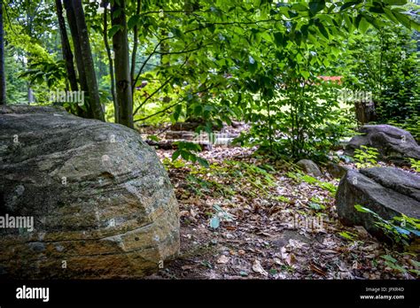 Tranquil Forest Scene With Boulders Stock Photo Alamy
