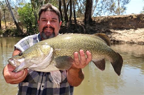Murray Cod Ovens River Robbie Alexander Doc Lures Podcast