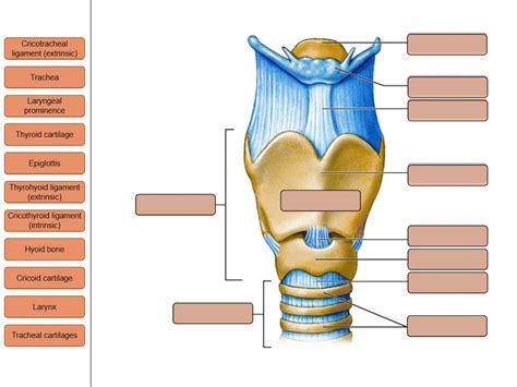 Solved Label The Parts Of The Larynx In An Anterior View Cricotracheal Ligament Extrinsic