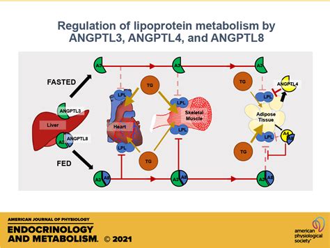 Regulation Of Lipoprotein Metabolism By Angptl3 Angptl4 And Angptl8