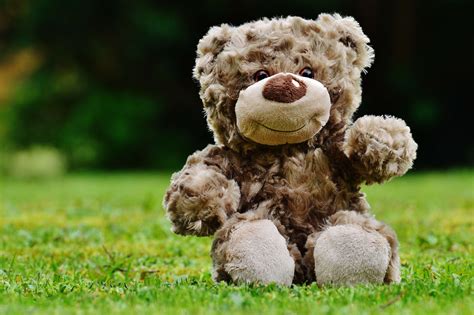 6016x4000 Teddy Bear Toy Grass Wallpaper Coolwallpapersme